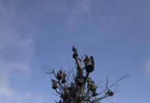 Frederik Meijer Gardens Unveils Nick Cave’s Amalgam (Origin)