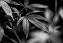 Ann Arbor Cannabis Dispensary Holds Union Strike