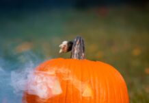 High on Horror: Spooky Activities in Ann Arbor to Vibe with your Favorite Weed.