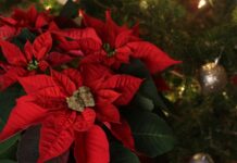 Holiday Sales at Ann Arbor Dispensaries