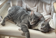 Furry Friends Photo Contest