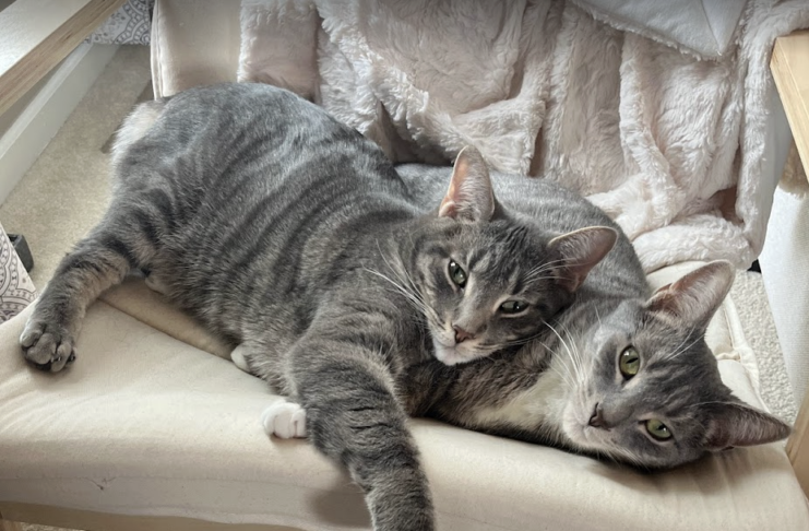 Furry Friends Photo Contest