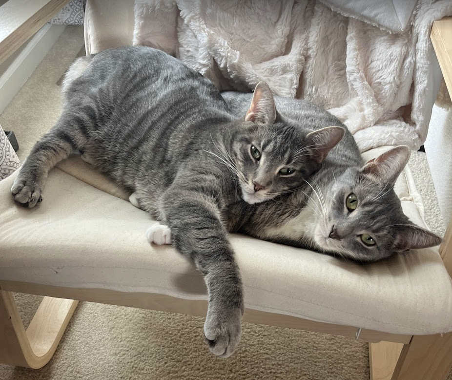 Furry Friends Photo Contest