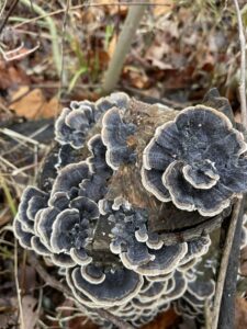 Black turkey mushrooms up a log in the woods